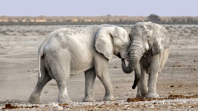 Doi elefanți, salvați de la moarte cu votcă