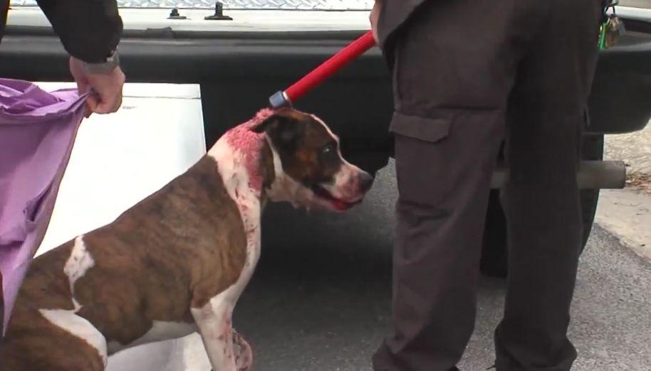 A încercat să îi pună câinelui un pulover de Crăciun. Câteva momente mai târziu, câinele era plin de sânge și autoritățile au fost chemate 426138