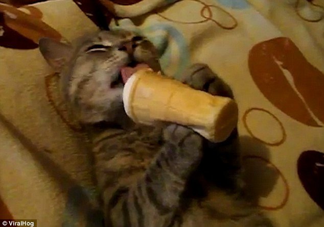 Răsfăţ de felină! Când o pisică descoperă îngheţata şi îi place (VIDEO)