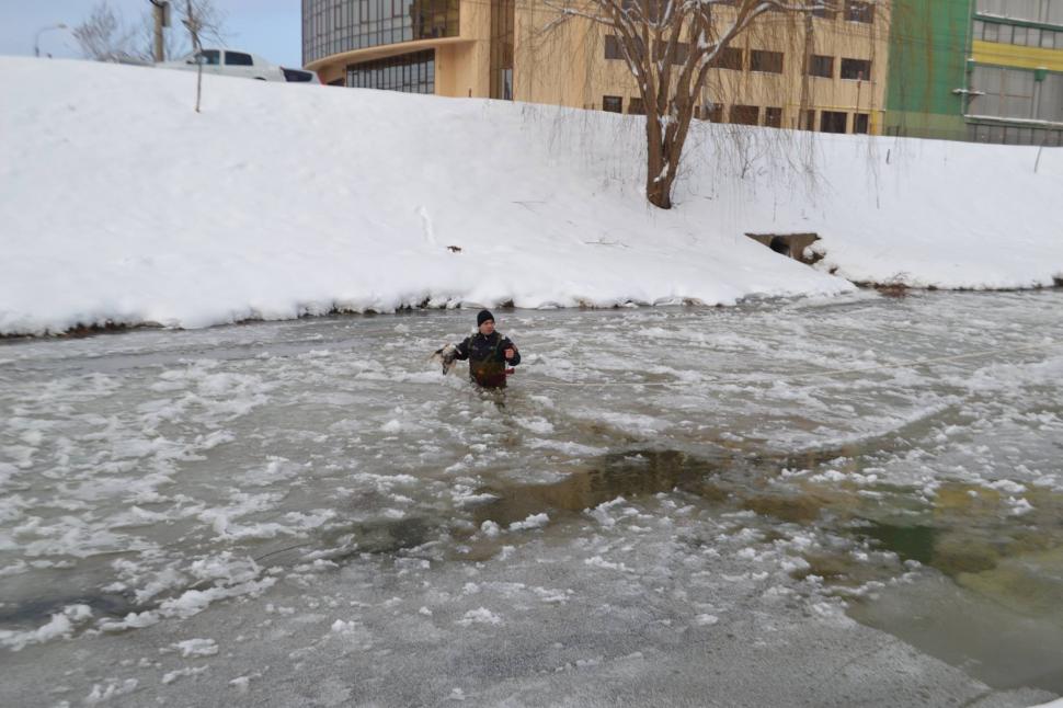 Două rațe sălbatice, salvate de pompieri din apa înghețată a Cibinului - FOTO 427605