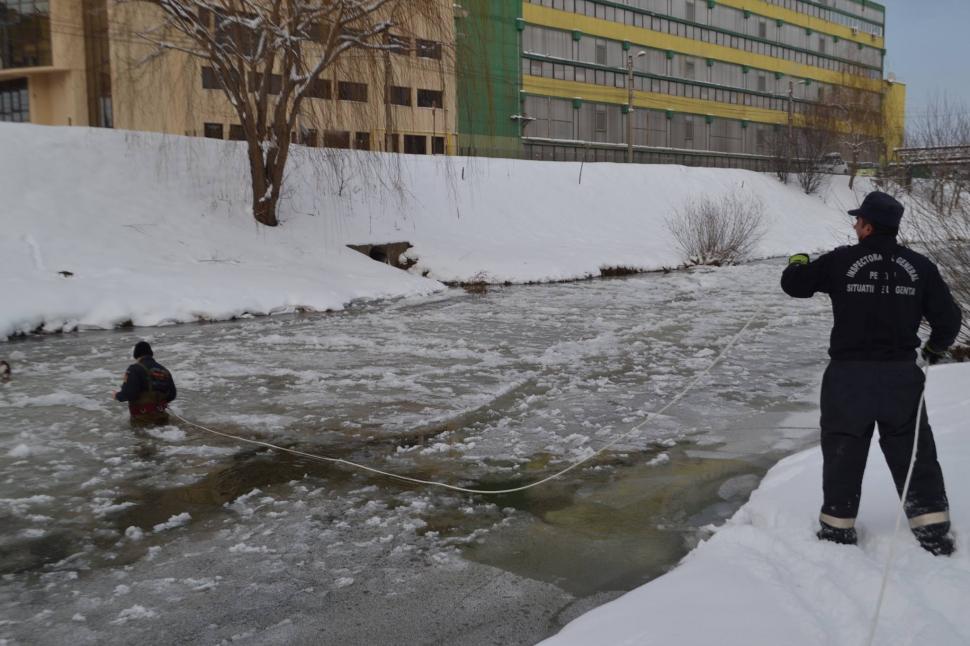 Două rațe sălbatice, salvate de pompieri din apa înghețată a Cibinului - FOTO 427606
