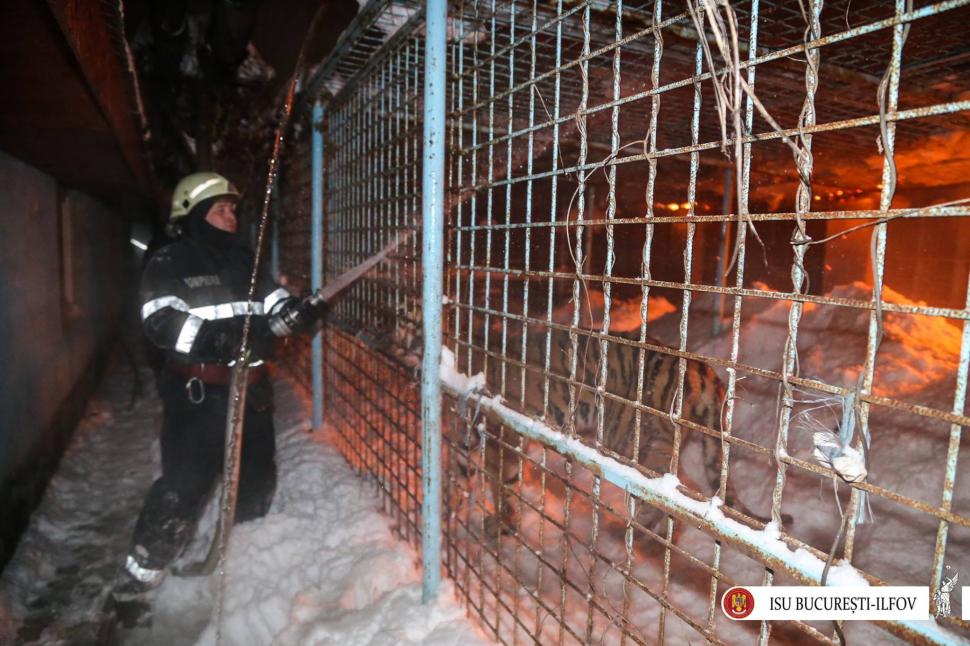 Incendiu la o clădire a Circului Globus. 11 animale retrase din activitate au murit. Imagini de la fața locului  428191
