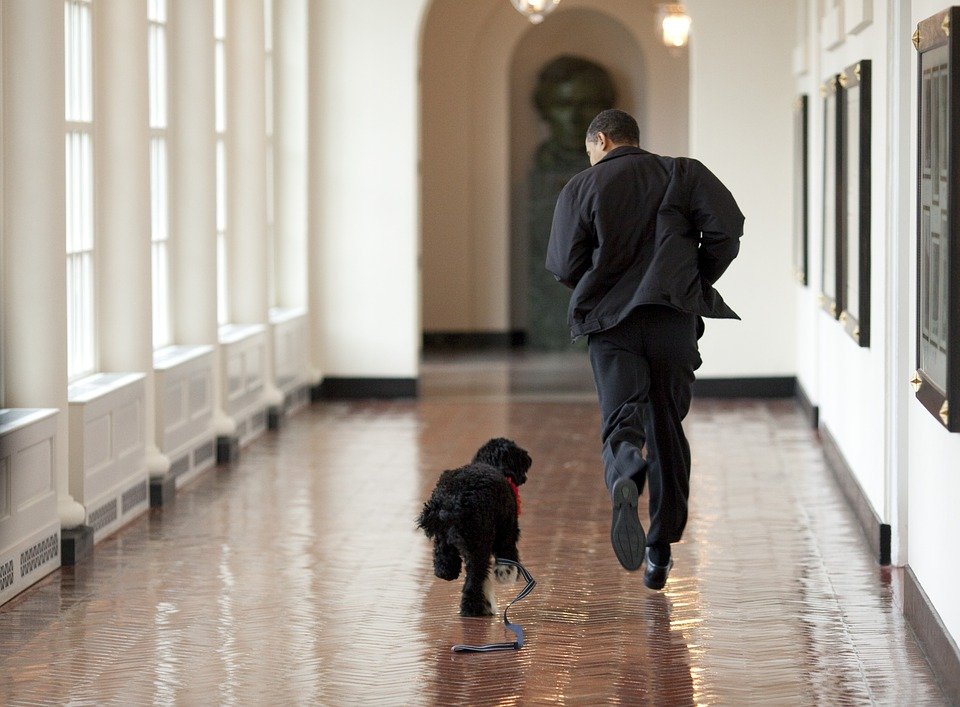 Incident la Casa Albă. O adolescentă a fost mușcată de față de câinele președintelui Barack Obama