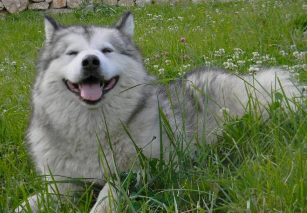 A renunțat la viața agitată din Bucureşti și s-a făcut babysitter pentru câini în Braşov. „Nu există stres, eşti mereu alături de animale” 