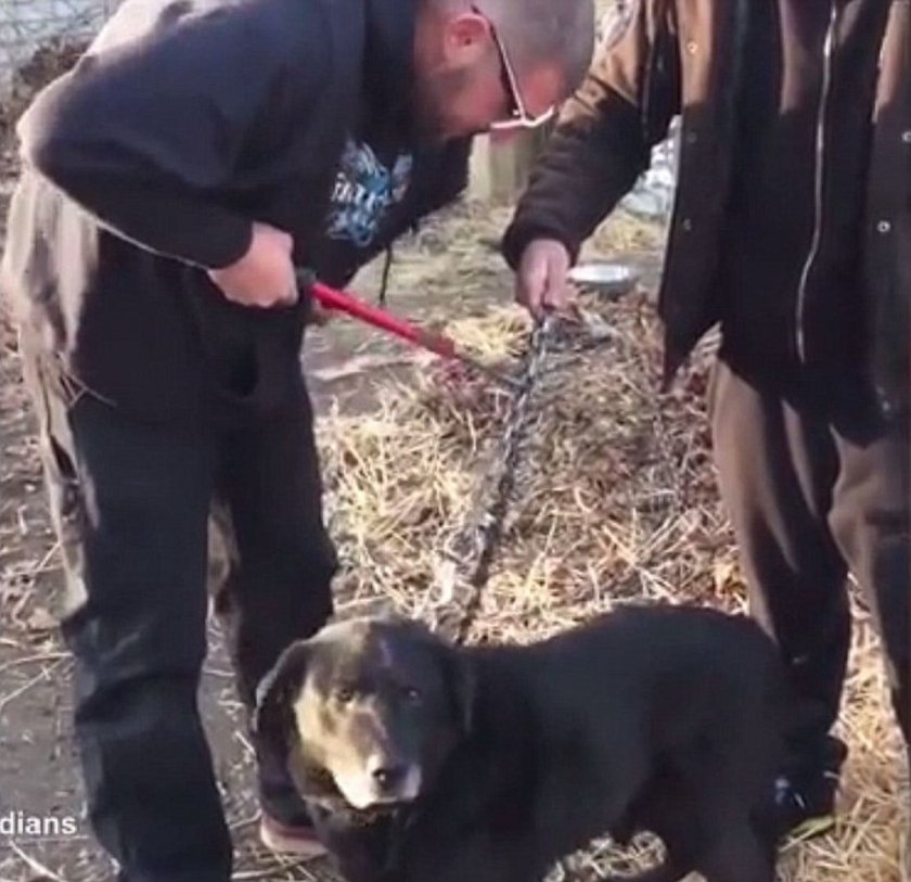 Reacția unui câine care a fost eliberat după 15 ani petrecuți în lanţ