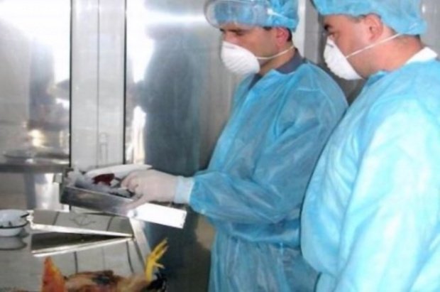 Un nou focar de gripă aviară, confirmat în România