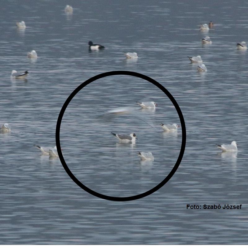 Specie nouă în fauna României – un pescăruș american în Oltenia 431466