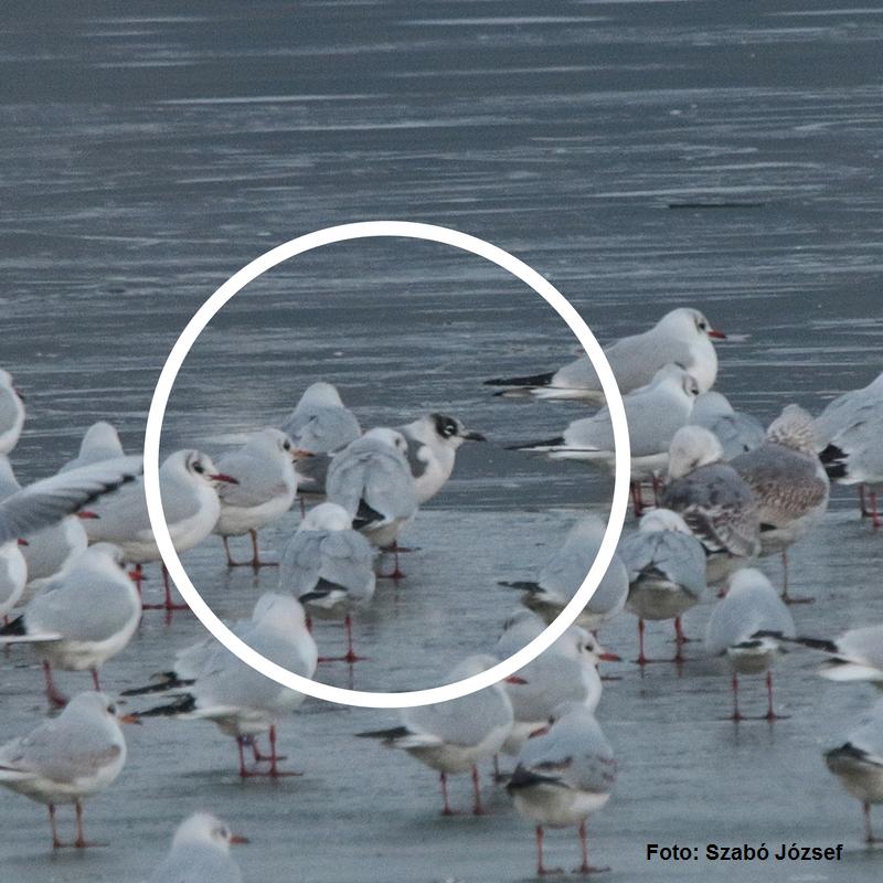 Specie nouă în fauna României – un pescăruș american în Oltenia 431467