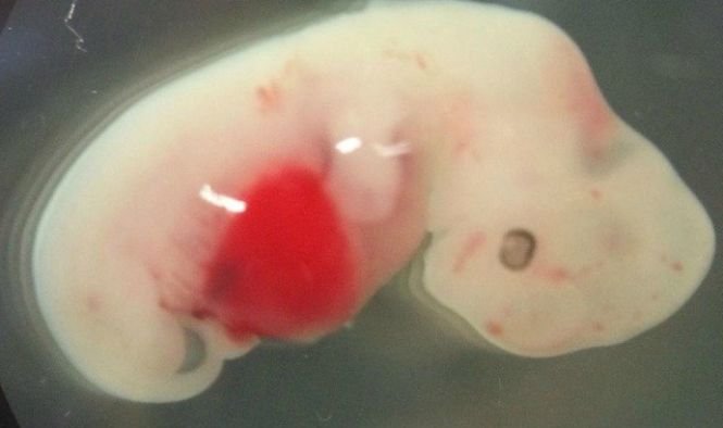 Au injectat celule umane in embrioni de porci. Oamenii de știință, uimiți de rezultat