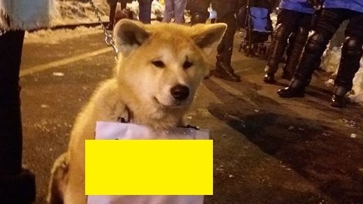 Ce scrie pe pancarta purtată de acest câine la protest. Fotografia a devenit virală - FOTO 