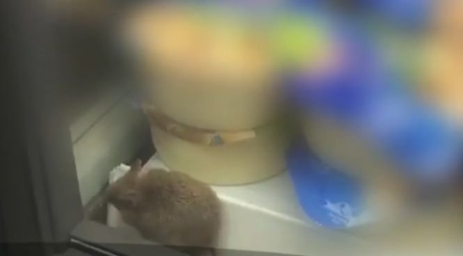 Un şoarece se plimba în vitrina cu brânzeturi a unui supermarket din Capitală - VIDEO