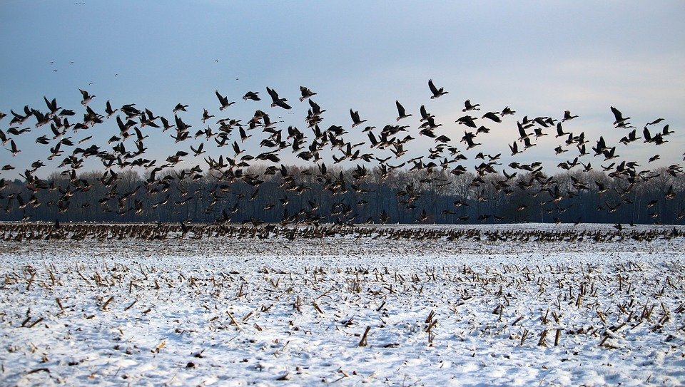 O nouă suspiciune de gripă aviară în Delta Dunării. Stare de alertă și în Capitală din cauza virusului