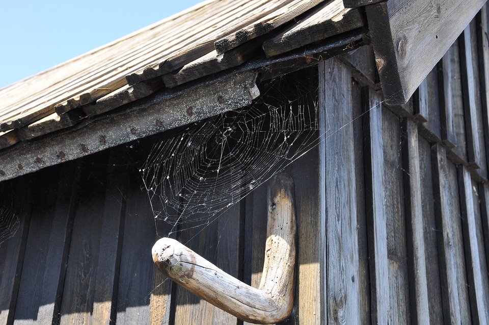 Soluția naturală care te scapă de toți păianjenii din casă!