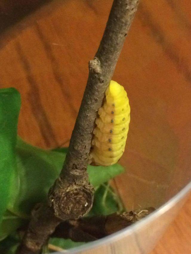 A găsit în parc un vierme extrem de ciudat și s-a hotărât să îl ia acasă și să îl crească. Când a văzut în ce s-a transformat dupa doua săptămani a rămas fără cuvinte 434241