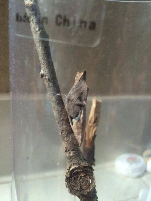 A găsit în parc un vierme extrem de ciudat și s-a hotărât să îl ia acasă și să îl crească. Când a văzut în ce s-a transformat dupa doua săptămani a rămas fără cuvinte 434242