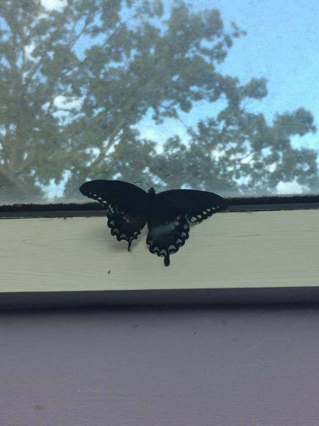 A găsit în parc un vierme extrem de ciudat și s-a hotărât să îl ia acasă și să îl crească. Când a văzut în ce s-a transformat dupa doua săptămani a rămas fără cuvinte 434243