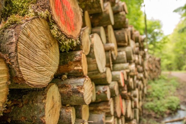 Lovitură pentru Holzindustrie Schweighofer. Ce se întâmplă cu lemnul tăiat ilegal din România