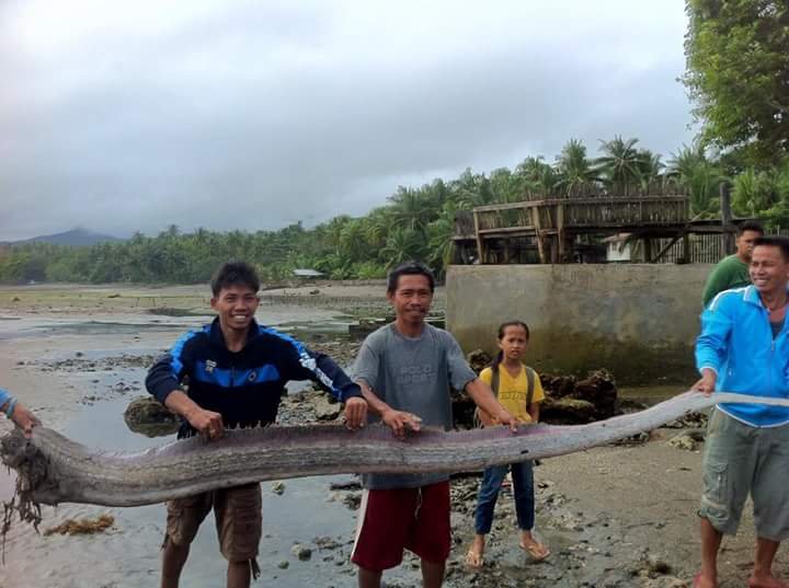 Fenomen extrem de rar în Filipine. Cum arată cel mai lung pește din lume