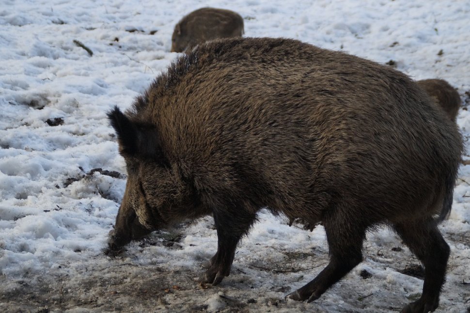 Criză inedită în domeniul alimentar. Porcii mistreți din Cehia au mâncat o specie de ciuperci radioactive