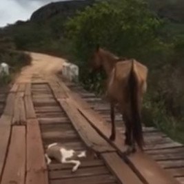 A văzut un cal nemișcat pe un pod. Animalul se uita fix într-un loc și refuza să plece. Când a văzut ce e acolo i s-a rupt inima