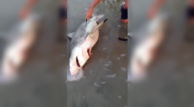 A tăiat burta unui rechin pentru că a observat că mişcă ceva înăuntru. Ce a descoperit l-a lăsat fără cuvinte - VIDEO 
