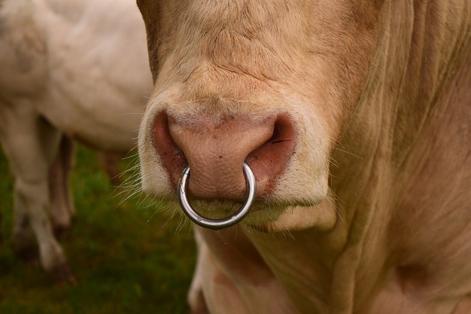 Au chemat veterinarul pentru că vaca lor nu putea să fete. Au avut însă un șoc când au văzut ce a scos medicul din animal (FOTO) 
