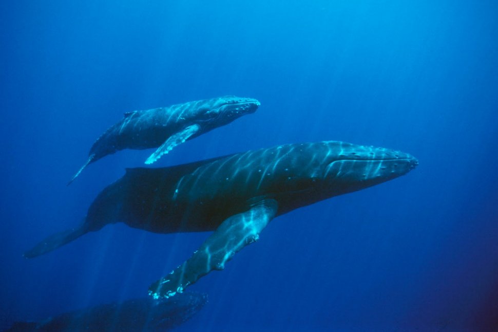 Ce este ”Balena Albastră”, jocul care îi duce pe tineri spre sinucidere. Au apărut primele cazuri și în România