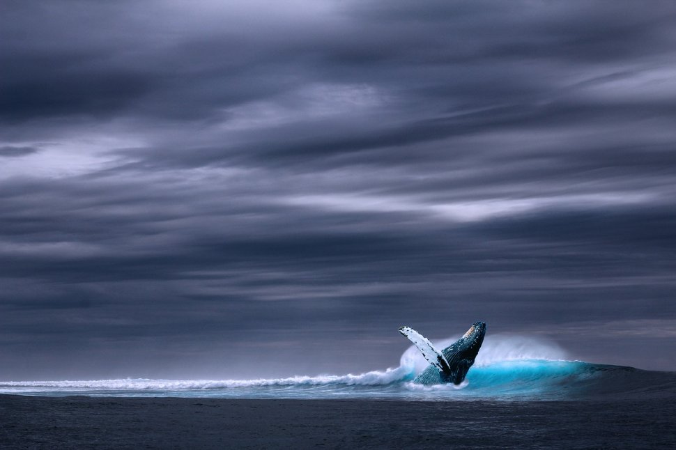 Adevărul despre Balena Albastră. De ce au ajuns sute de tineri să se omoare