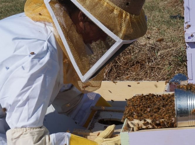 Veşti proaste pentru apicultori. Anunțul făcut de ministrul Agriculturii