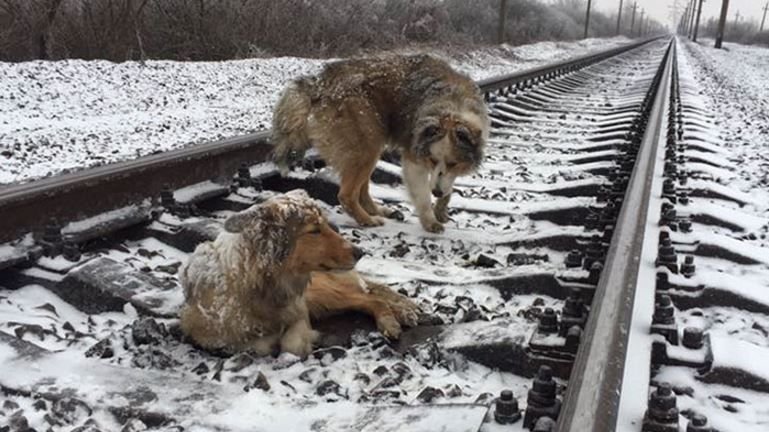 Gest emoţionant! Un câine şi-a găsit prietena rănită pe calea ferată şi a rămas lângă ea să o apere (VIDEO)