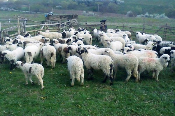 România va relua exportul de ovine și bovine către Israel