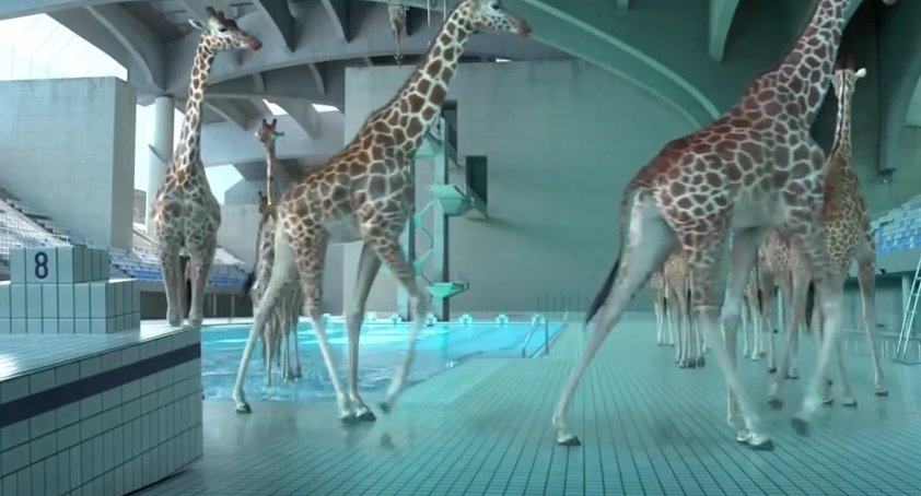 Cum se distrează girafele la piscină. Clipul pe care îl vei urmări cu gura căscată  - VIDEO 