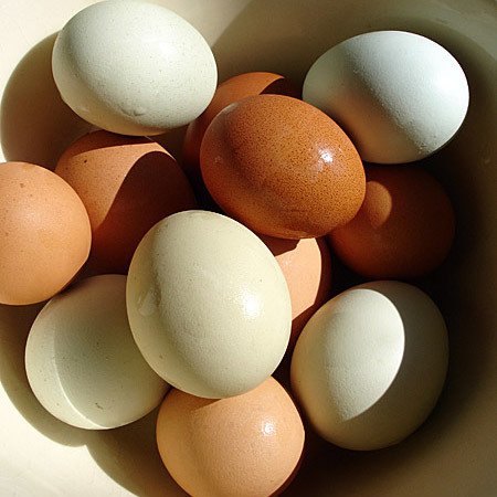 Sigur si tu ti-ai pus intrebarea asta! Care este diferenta dintre ouale albe si cele mai inchise la culoare? Raspunsul te va surprinde garantat!