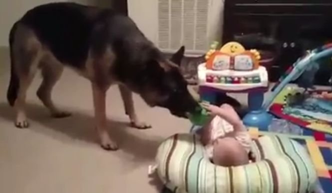 Le era teamă să lase bebelușul singur lângă câine. Într-un moment de neațenție, tatăl a lăsat ușa deschisă și animalul s-a dus direct la copil. Uimitor ce a făcut dulăul- VIDEO 