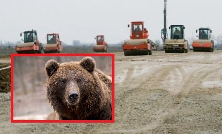 Situație halucinantă în România. Urșii umflă cu 180 de milioane de euro costul autostrăzii aflate la sute de kilometri depărtare de ei
