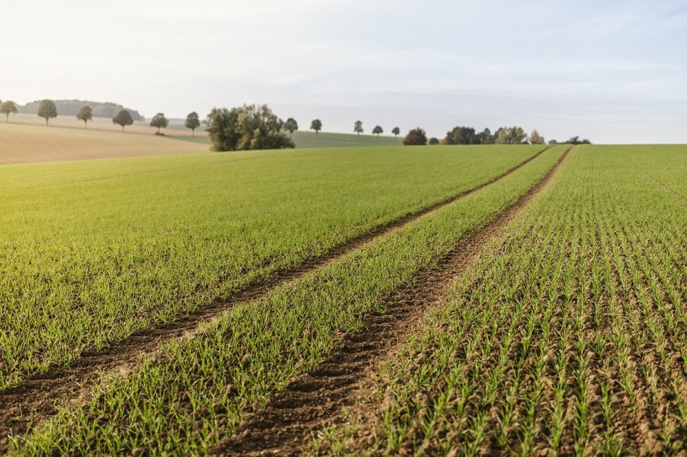Românii au înstrăinat peste 40% din suprafaţa arabilă. Proprietarii români şi-au vândut pe nimic terenurile