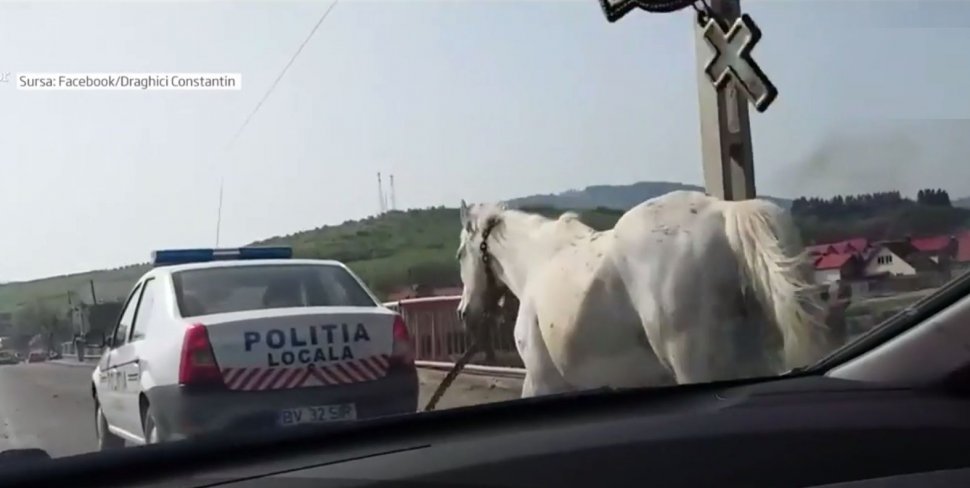 Cai &quot;înhămați&quot; la mașina poliției! Animalele au fost prinse în timp ce comiteau o ilegalitate