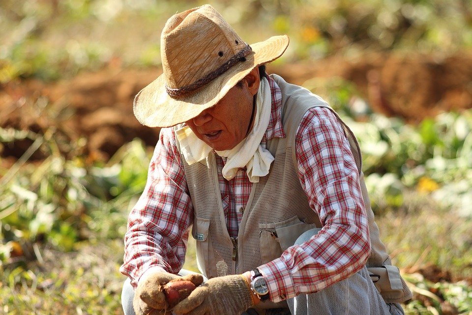 Vești bune pentru agricultori. APIA începe plata subvenţiilor pentru in, cânepă, tutun, hamei şi sfeclă de zahăr, pe 2016
