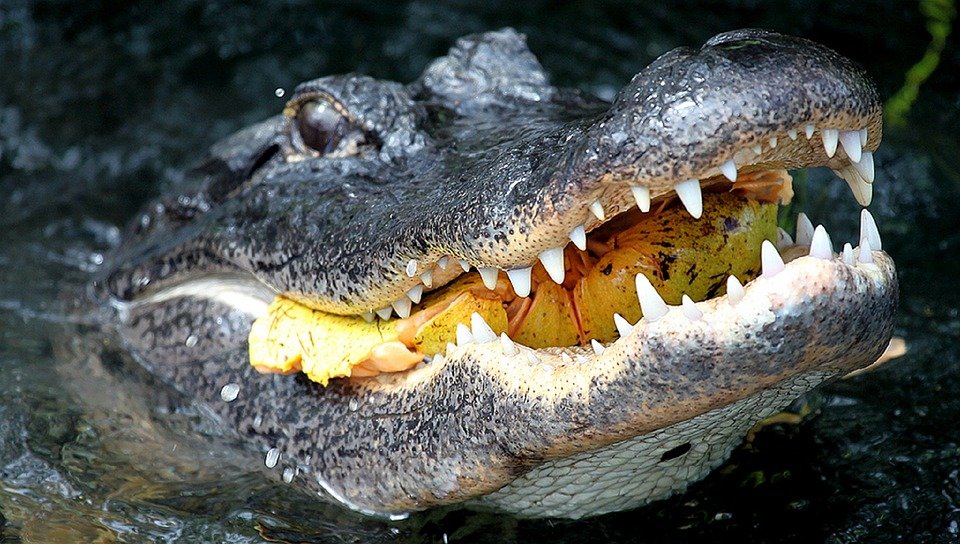 O fetiță a scăpat miraculos din gura unui aligator