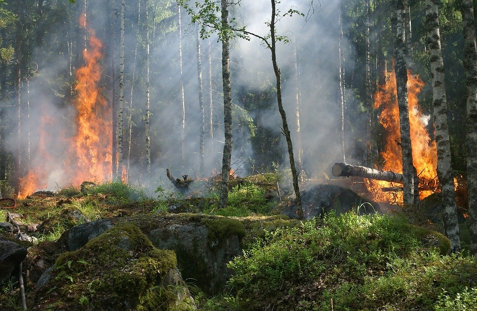 Incendiu de vegetaţie în Japonia! Flăcările au făcut scrum o sută de hectare de pădure