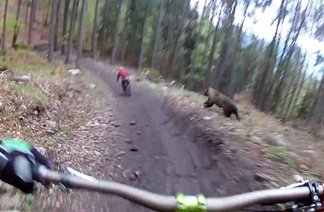 Imagini șocante. Biciclist urmărit de urs prin pădure - VIDEO 