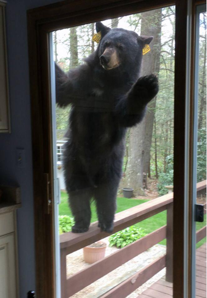 Un urs a încercat să intre într-o locuință, atras de mirosul din bucătărie. Ce pregătea proprietara