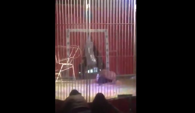 Copiii, martorii unor scene dramatice! Un bărbat a fost atacat de leu în timpul unui spectacol de circ - VIDEO
