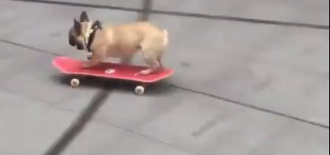 „Intrus” la sediului BBC! Un câine care mergea pe skateboard s-a izbit de ușa postului de televiziune - VIDEO