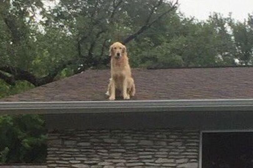 Au văzut un câine pe acoperișul vecinilor și au bătut disperați la ușa acestora. Răspunsul primit i-a lăsat fără cuvinte