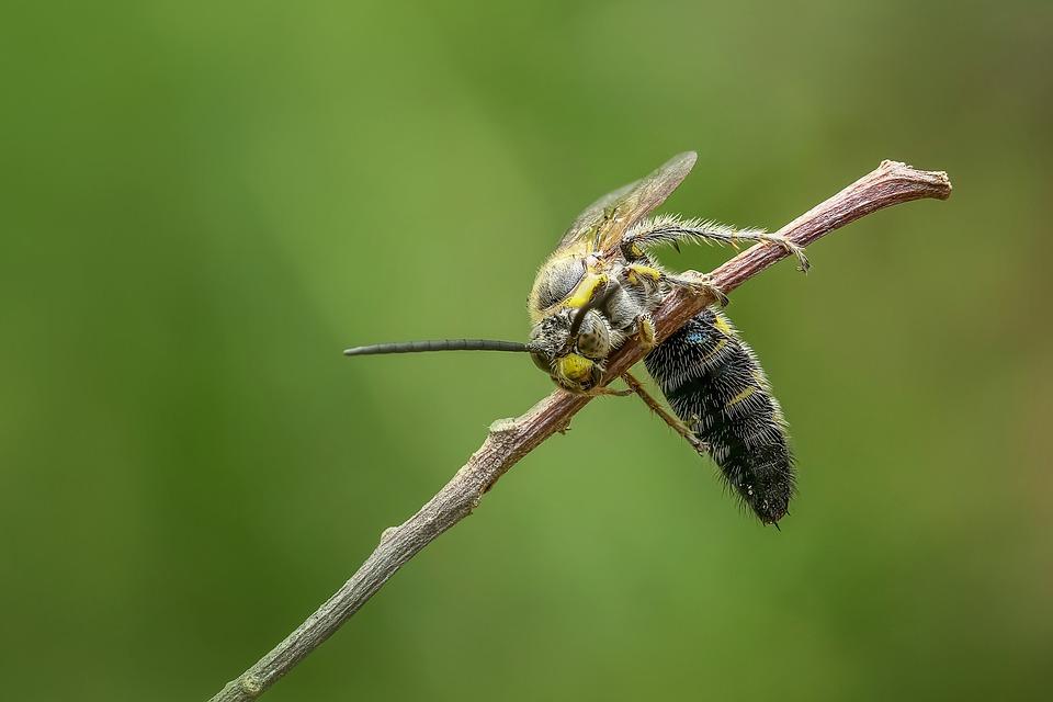 O specie rară de viespe a ucis un om în România. Bărbatul a murit aproape instant