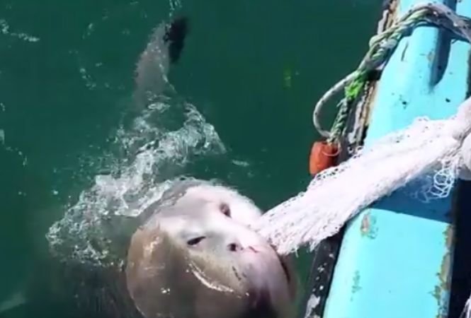 Ce a făcut un pescar din Australia când un rechin i-a prins năvodul plin cu pește – VIDEO