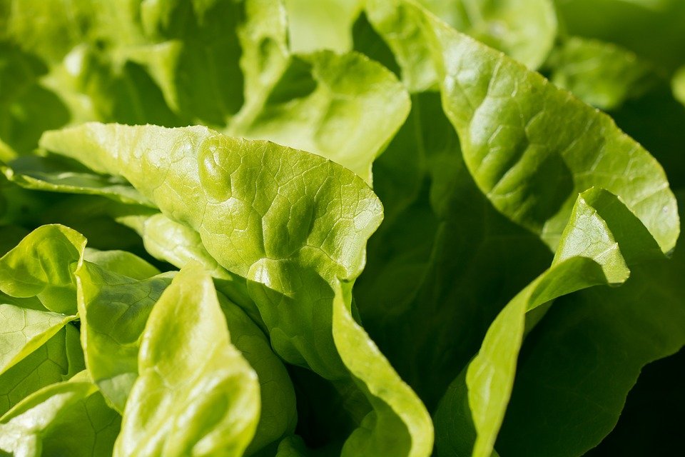 De ce salata verde ne face mult mai mult rău decât carnea?