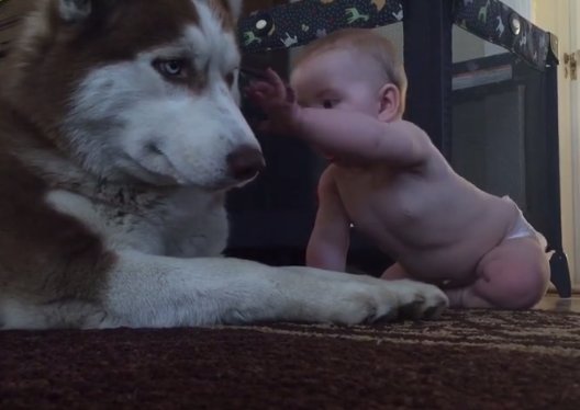 Bebelușul lor se apropia de un câine uriaș. Ce a urmat este incredibil (VIDEO)
