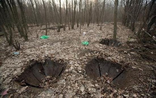 Hoții de lemne din Suceava au simulat un dezastru natural. Au scos brazii din rădăcini cu utilaje